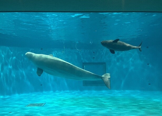 別館シロイルカ繁殖プールでは、赤ちゃんイルカの遊泳を見ることができた