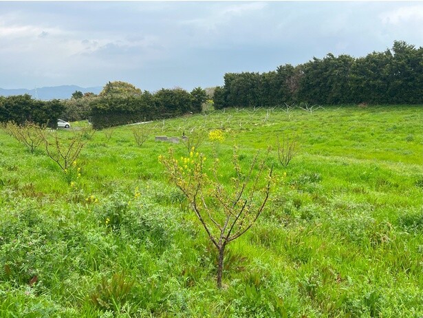 自然と共生しながら育つ果樹