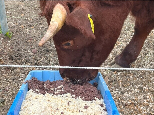 仕入先からもらった小豆の皮とおからを混ぜたエサを牛のおやつに。体にいいものを食べているので腸内環境がよく、糞も匂わない