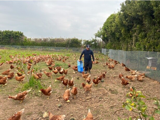 広い養鶏場で、のびのびと育つニワトリたちは健康そのもの