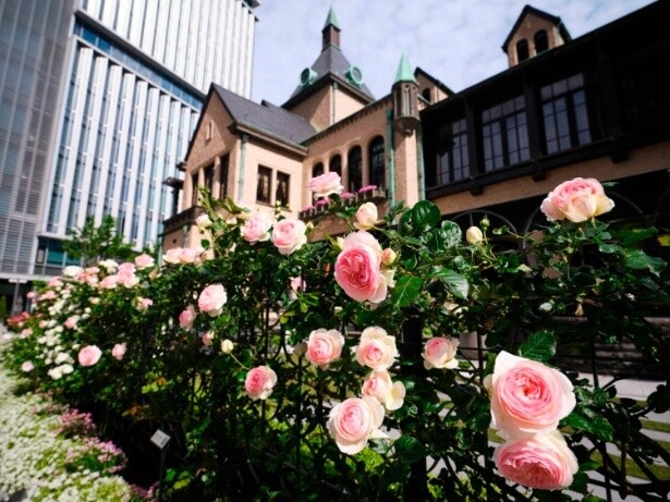 2025年5月9日から31日(土)まで開催される「KIOI ROSE WEEK 2025」