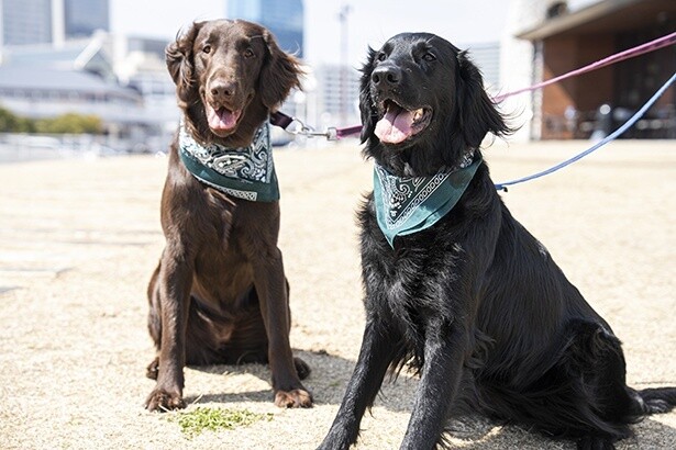 愛犬と参加する人も多かった。写真は参加者ノベルティのバンダナを巻いたLISAちゃんとNINAちゃん