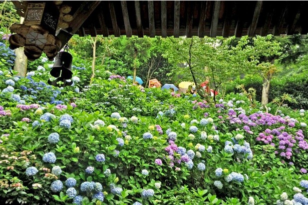 色とりどりのあじさいが斜面を彩る長谷寺の風景