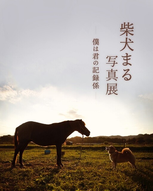 柴犬まる写真展