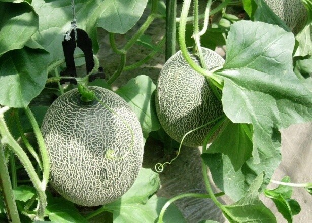 糖度が高いもののすっきりとした味わいで人気の「肥後グリーンメロン」