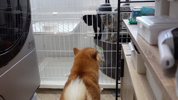 1階にいる子猫の様子もチェック