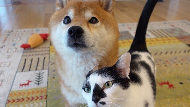 子猫がリビングに来るのをそわそわして待つ、はちくんと猫のシオ