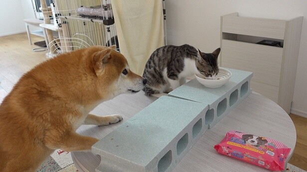 【写真】「ちゃんと食べてる？」とでも言いたげなはちくん