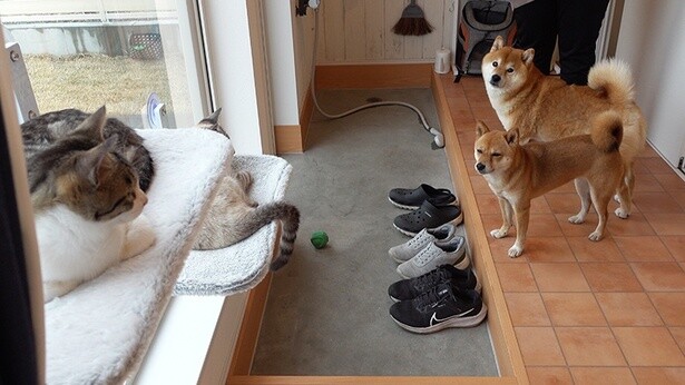 居場所を見つけた子猫たちを優しく見つめるはちくんと、妹分の柴犬・いちご