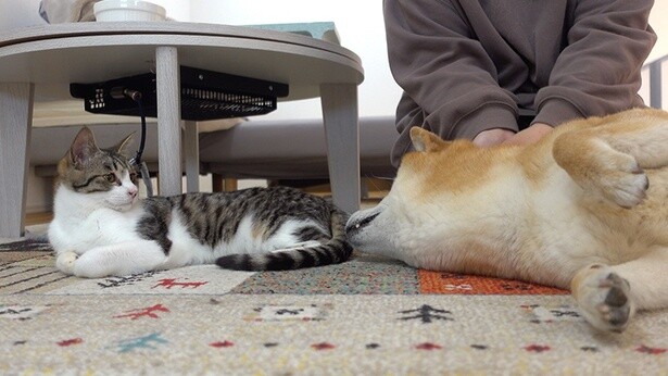 子猫たちとの距離もだいぶ近くなったはちくん