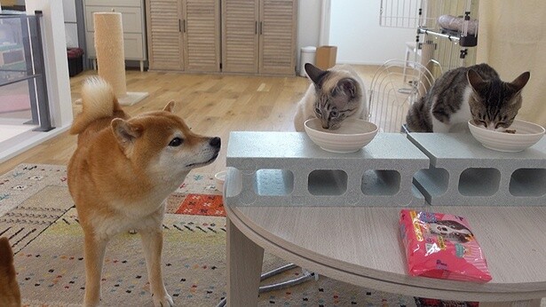 子猫を優しく見守るはちくん