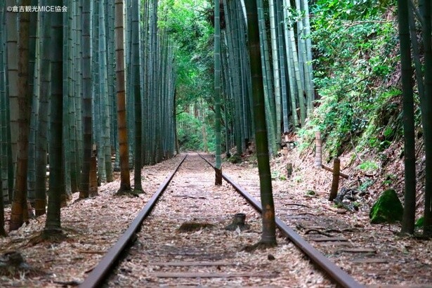 レールの間から伸びた竹。廃線跡探訪に出かけてみては？