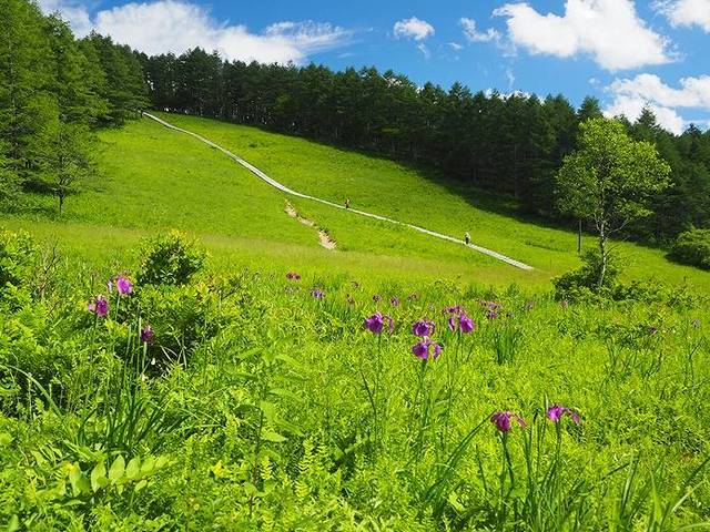入笠山の湿原