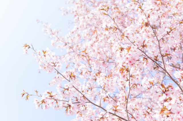 桜の画像