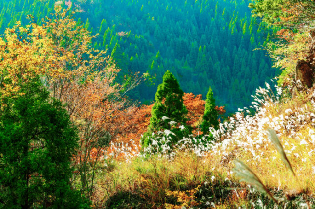 紅葉の氷ノ山