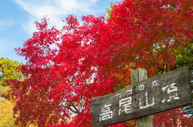 高尾山の紅葉