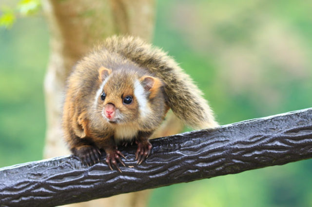 高尾山で会える動物、ムササビ