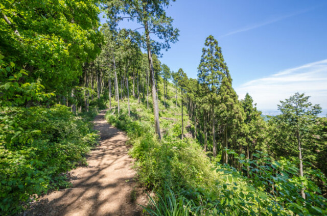 高尾山から景信山へ・山頂間近・登山コース