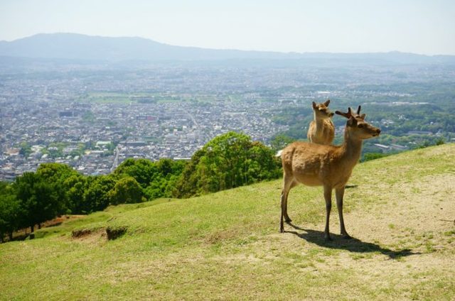 奈良 山