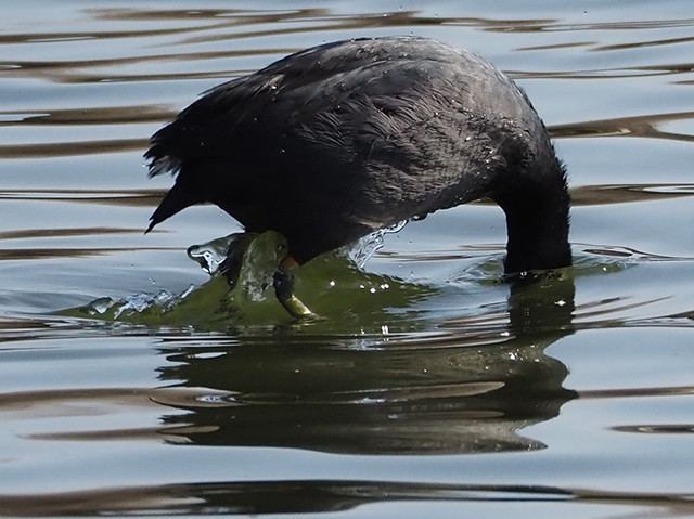 わぉ な水辺観察 気になる黒い鳥 オオバン コラム 緑のgoo