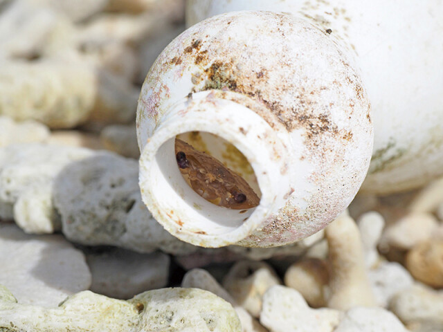 海に漂うプラスチックボトルは「死のゆりかご」