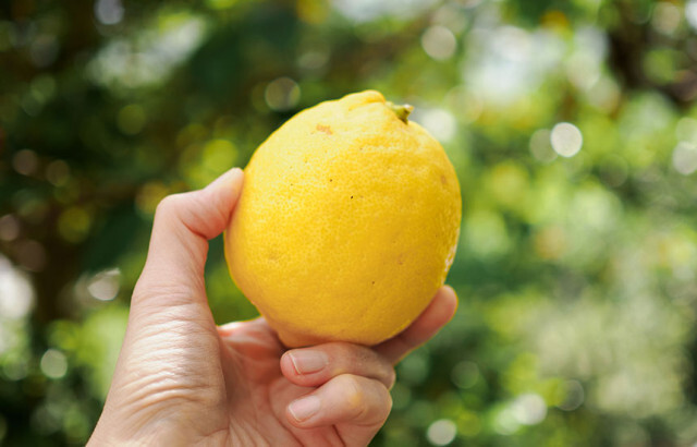 砂糖の量は30〜60％をお好みで。小豆島の農家が教える、完熟レモンのジャムレシピ