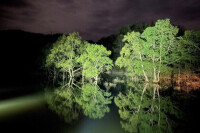 今しか見られない絶景！山形「白川湖」の水没林ライトアップが美しい！