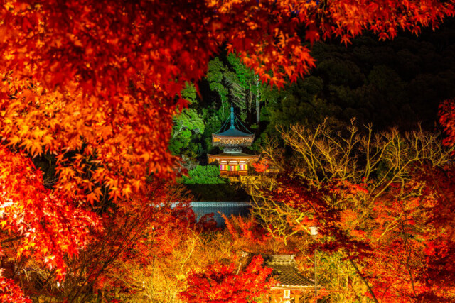 ライトアップされた紅葉が素敵！王道から穴場まで京都もみじ狩りと冬のイベント5選