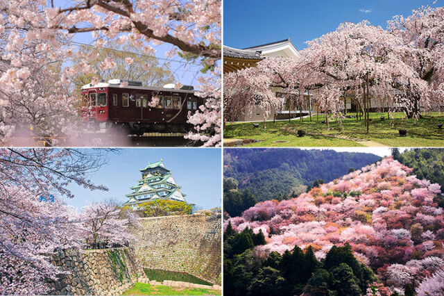 名将も愛した醍醐寺のしだれ桜から、信仰の地・吉野山を淡く染める山桜まで。西日本の桜の名所6選