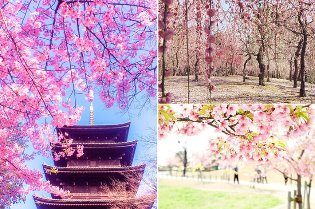 国宝と河津桜のコラボや京都屈指の梅まで♪春めく景色に誘われる京都＆奈良の名所
