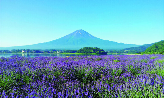 「大石公園」＆「富士大石 ハナテラス」で富士山と湖と花の贅沢コラボを堪能♪