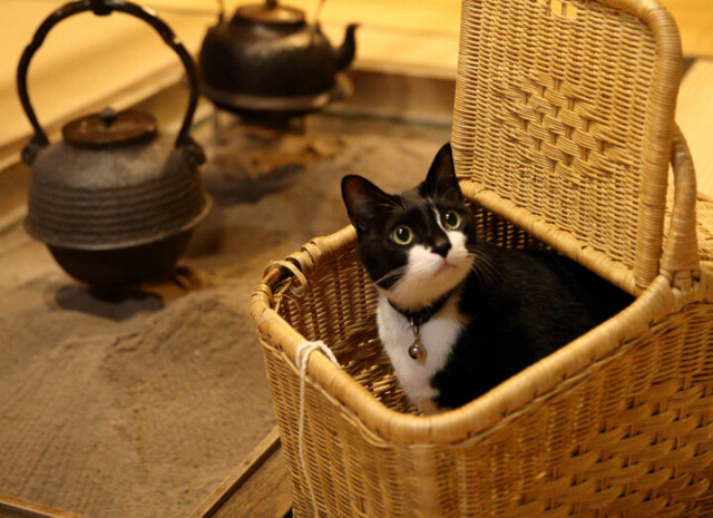 看板ねこ兄弟がおもてニャし。築200年の古民家宿、山形・白布温泉「湯滝の宿 西屋」