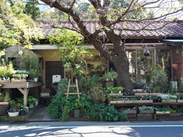 ナチュラル感あふれる植物の魅力いっぱい♪ノスタルジックな緑の館。鎌倉山「草花屋 苔丸」
