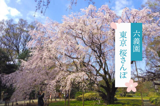 圧巻のしだれ桜「六義園」と、のどかな駒込＆千駄木エリアを散策～東京 桜さんぽ～