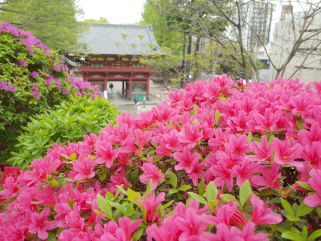 旬の花を見つけに、都内花さんぽ「根津神社つつじまつり」｜編集部レポ