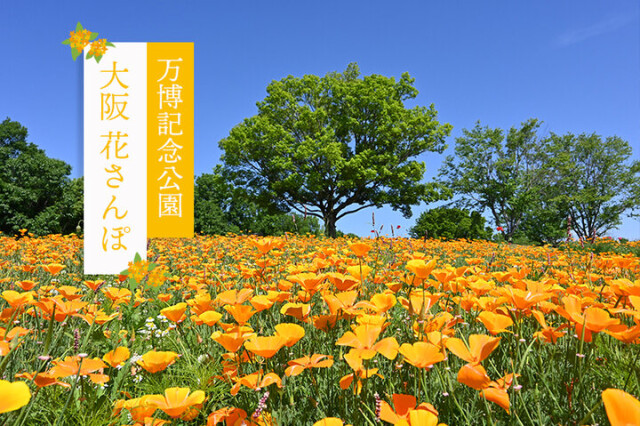 大阪花さんぽー万博記念公園からロハスフェスタまでEXPOCITY周辺を満喫しましょうー