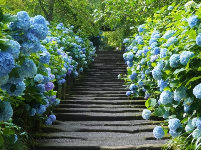明月院ブルーとよばれる青く澄んだアジサイを訪ねて歩く北鎌倉さんぽ♪「明月院」