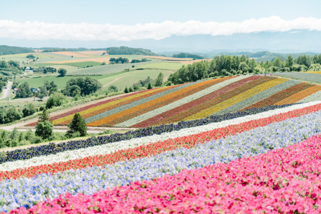 夏は美瑛の丘を虹色に染める展望花畑へ♪北海道・美瑛の「四季彩の丘」をおさんぽ
