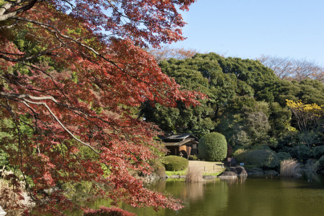 上野秋さんぽに♪本当は秘密にしたい「東博」の楽しみ方～紅葉が美しい庭園や穴場のテラス席も「東京国立博物館」