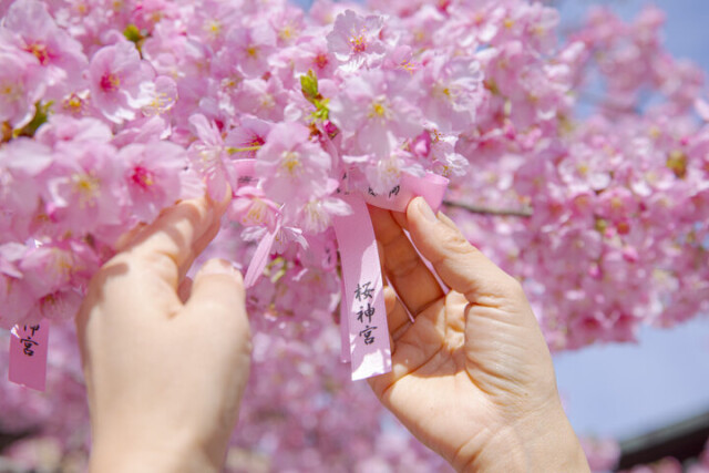 3月上旬が見ごろ♪河津桜やしだれ桜、ソメイヨシノが楽しめる桜新町の神社「桜神宮」