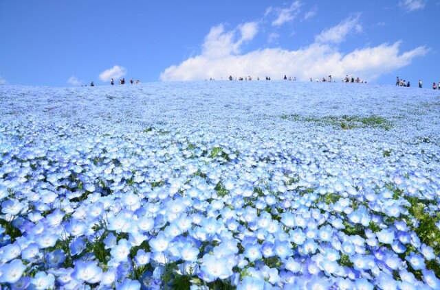 もう少しで見頃を迎える一面ブルーのネモフィラ畑♪「国営ひたち海浜公園」で楽しむ春の花さんぽ