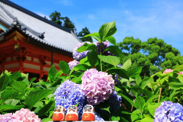 境内のあちこちにアジサイが咲き誇る♪勝ちダルマの授与品をいただきに大阪・箕面の「勝尾寺」