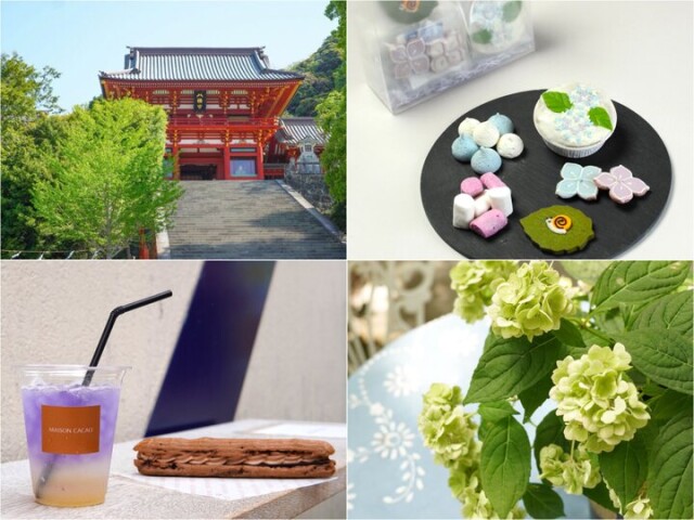 アジサイが彩る6月の鎌倉へ♪古都が華やぐ季節の楽しい街歩きと八幡宮様の参拝