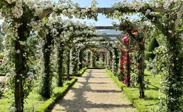 まるでフランスの秘密の花園♪ 伊豆「河津バガテル公園」で出会う色とりどりのバラと優雅なカフェ時間