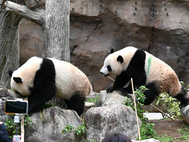 上野動物園で暮らす双子パンダが 2歳で離ればなれに。シャオシャオの トレードマーク「緑のライン」は!?