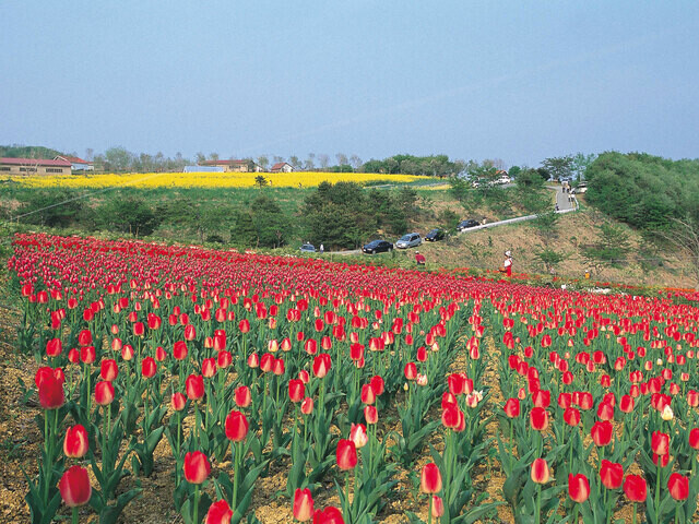【岩手県 2024年版】  春の絶景・風物詩10選 赤や黄色の チューリップが一面を埋め尽くす
