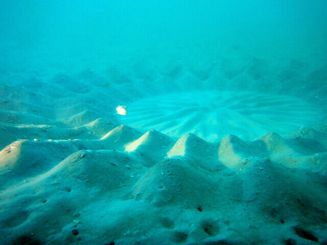 夏の奄美大島でしか見られない  2mの海底ミステリーサークル!?  〈世界自然遺産の遊びかた〉
