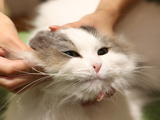 獣医師＆鍼灸師が教える「ねこほぐし」 愛猫のマッサージでスキンシップ！ ［猫を愛したくなる26のトリビア］
