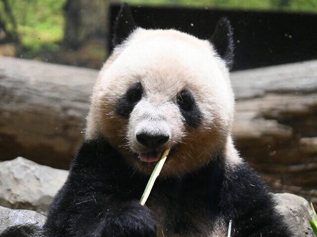 双子パンダの食事に昆虫やトマトが。 食べる姿が見られたらラッキー!?  新メニューの反応を上野動物園に直撃