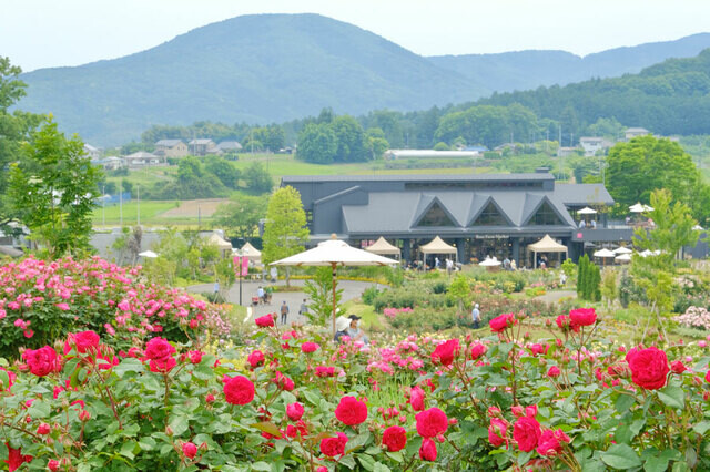 【茨城県 2024年版】  秋の絶景・風物詩10選 10月には 810品種もの秋バラが見ごろを迎える